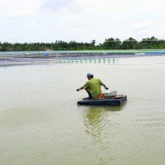 Bà con Sóc Trăng thành công từ nuôi tôm cỡ lớn